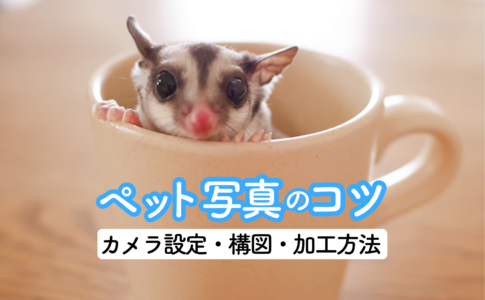 Hps High Protein Supplement を使ったフクロモモンガ用ペロペロご飯の作り方 もえひろぐ Hps High Protein Supplement を使ったフクロモモンガ用ペロペロご飯の作り方 もえひろぐ