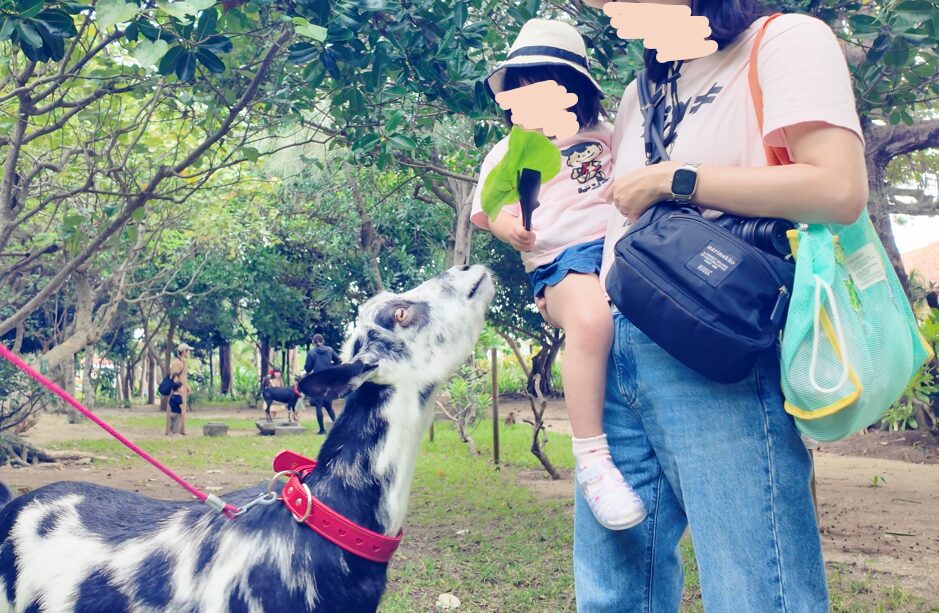 フサキビーチリゾート　アクティビティ　ヤギと散歩