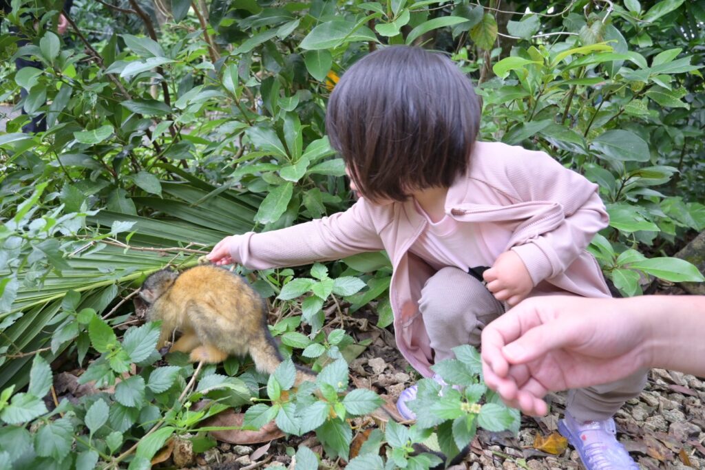 やいま村のリスザル