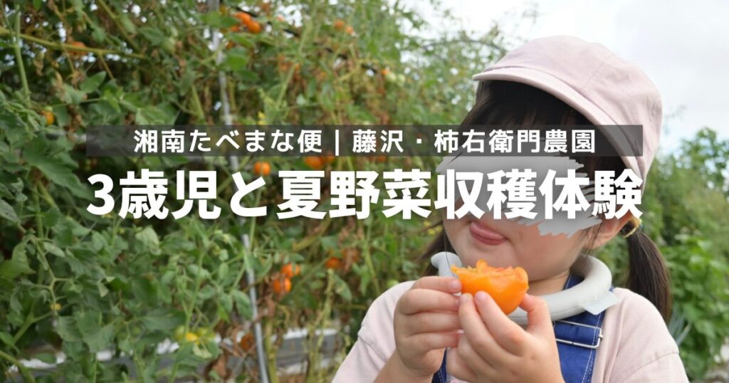 3歳児と夏野菜収穫体験