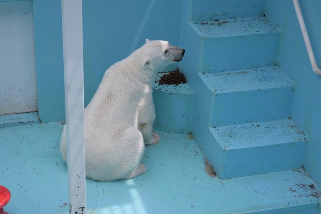 おびひろ動物園のシロクマ