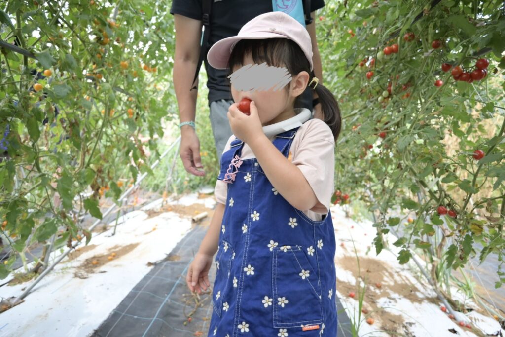 3歳児の野菜トマト収穫体験