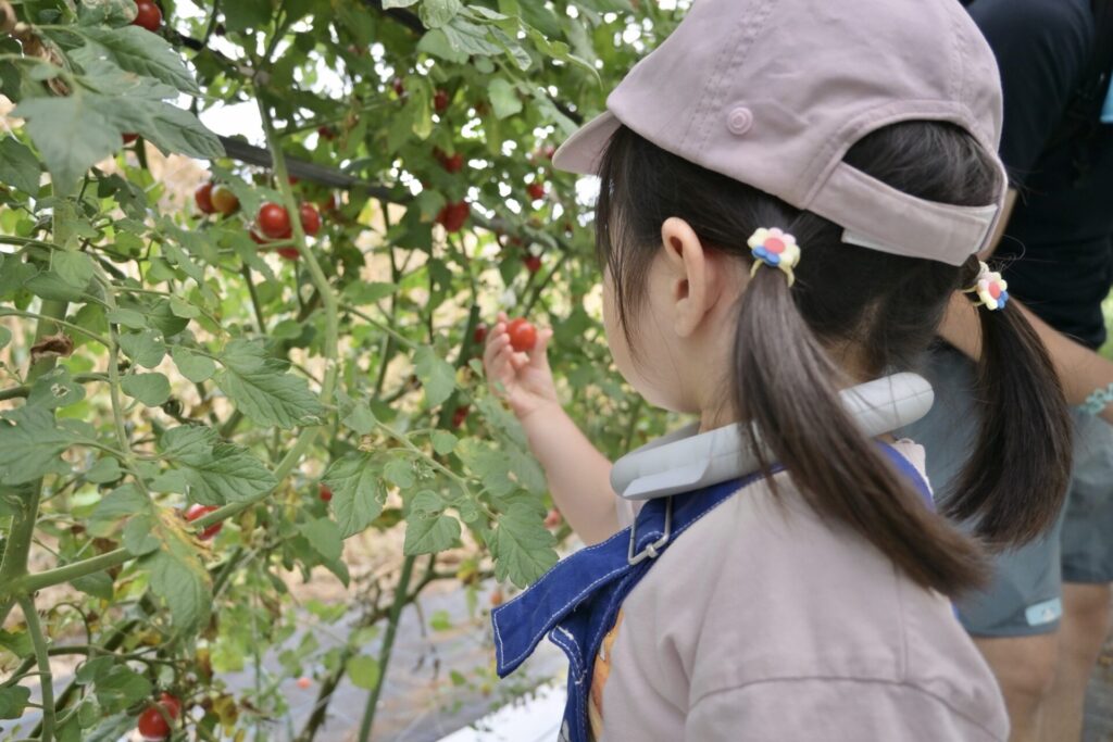 3歳児の野菜トマト収穫体験