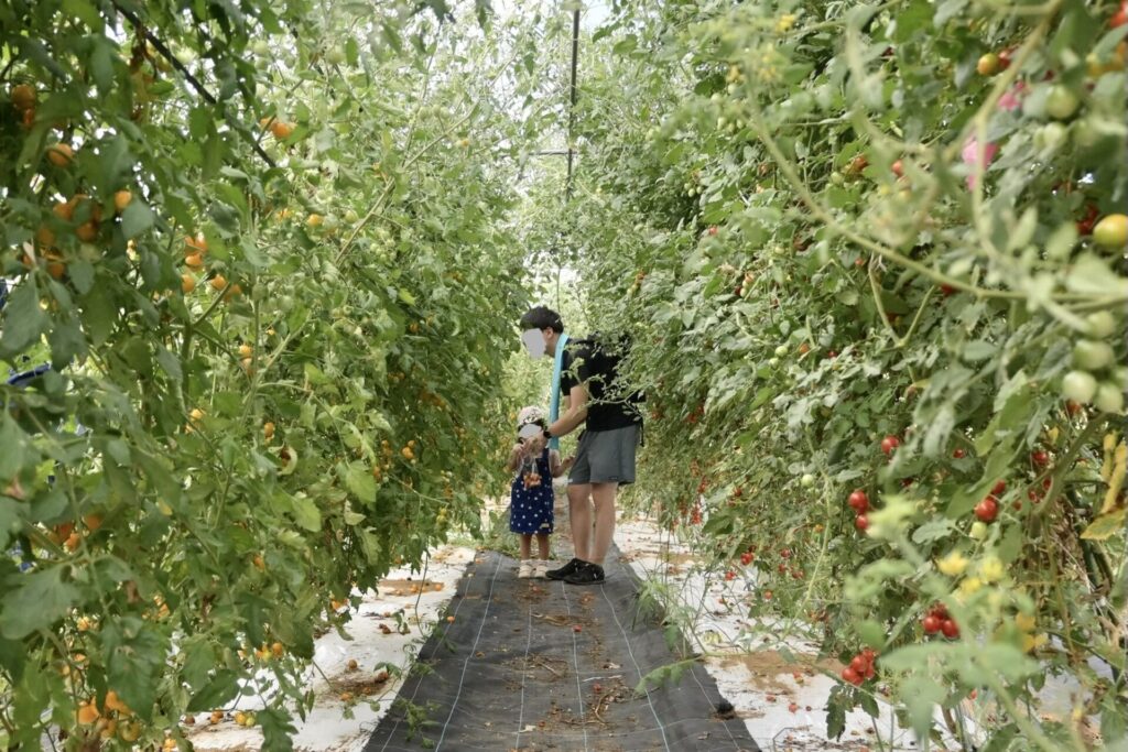 湘南食べまな便 藤沢収穫体験