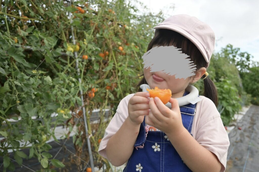 湘南藤沢 野菜収穫体験
