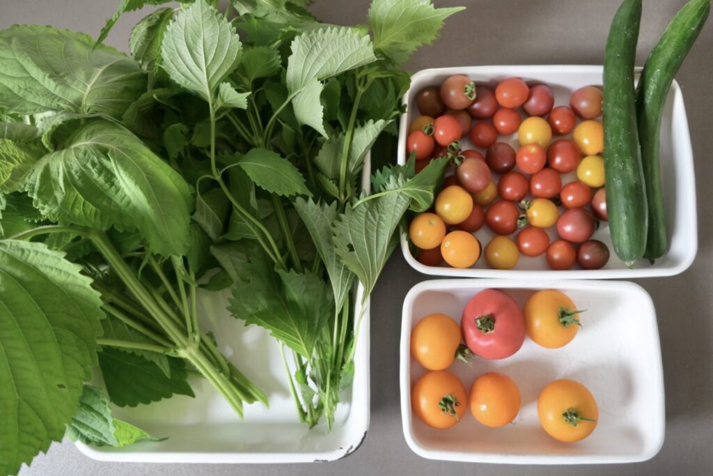 湘南藤沢 収穫体験の野菜